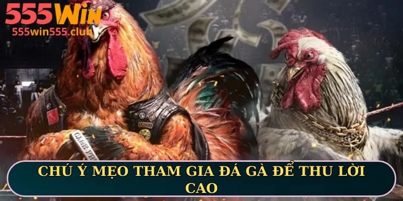 Chú ý mẹo tham gia đá gà để thu lời cao