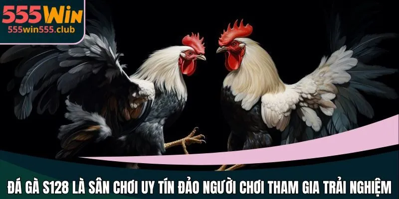 Đá gà S128 là sân chơi uy tín