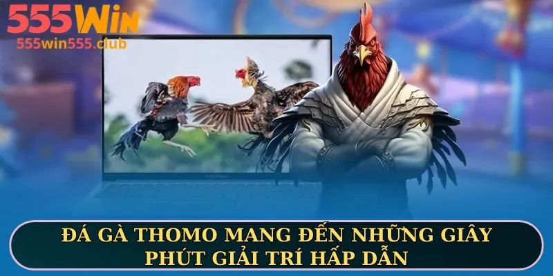 Đá gà Thomo mang đến những giây phút giải trí hấp dẫn