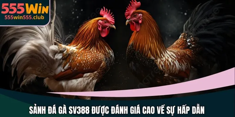 Sảnh đá gà SV388 được đánh giá cao về sự hấp dẫn