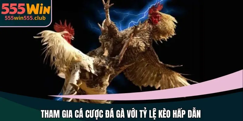 Tham gia cá cược đá gà với tỷ lệ kèo hấp dẫn
